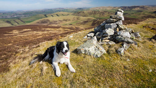 Best medium outlet sized hiking dogs